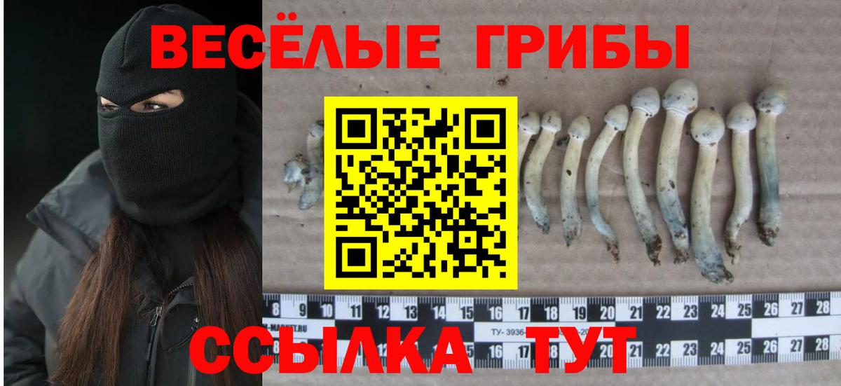 Галлюциногенные грибы GOLDEN TEACHER  Галлюциногенные грибы Cubensis  Нальчик  Вход с VPN 